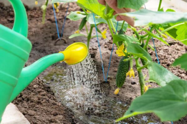 Combien d’eau faut-il pour arroser tes pieds de courgettes ?