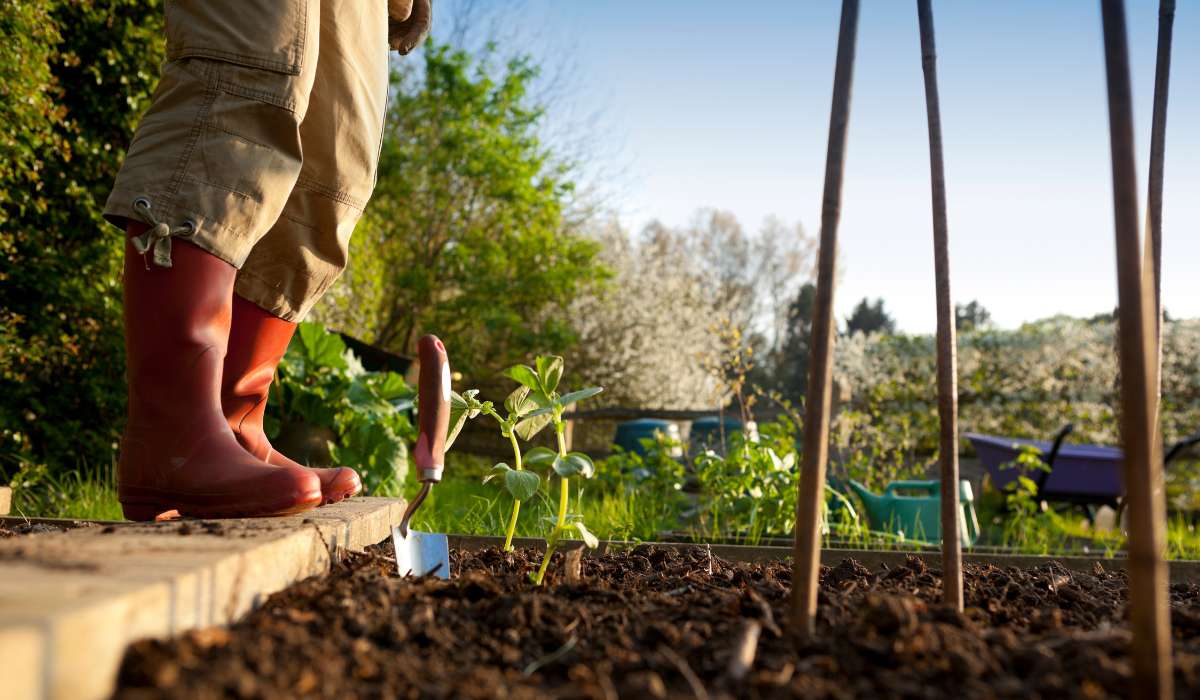 Quel agencement pour votre potager en permaculture ?
