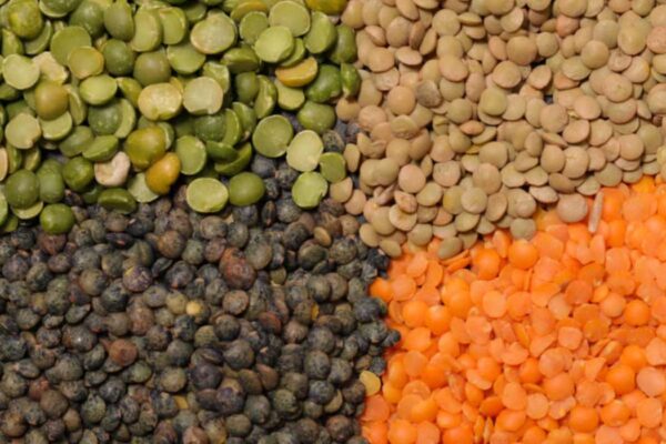 Quelle variété de lentilles choisir selon ton objectif nutritionnel ?