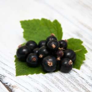 Cassis riche en fer