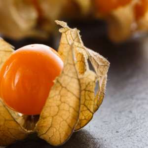 Physalis - fruit exotique orange