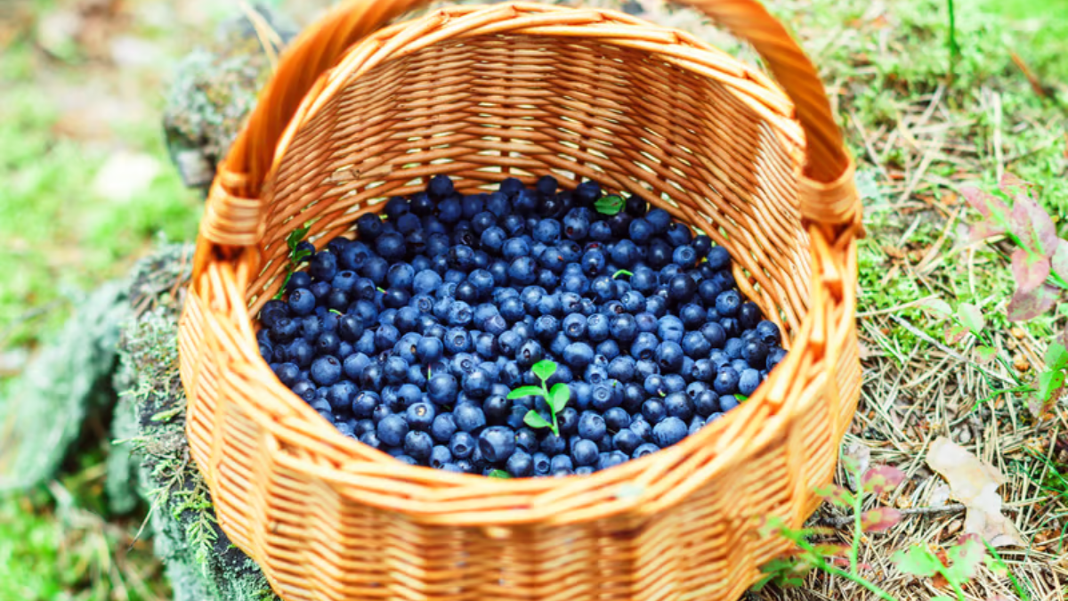 Quel fruit a le plus d'antioxydants ?