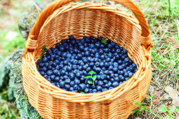 Quel fruit contient le plus d'antioxydants ?