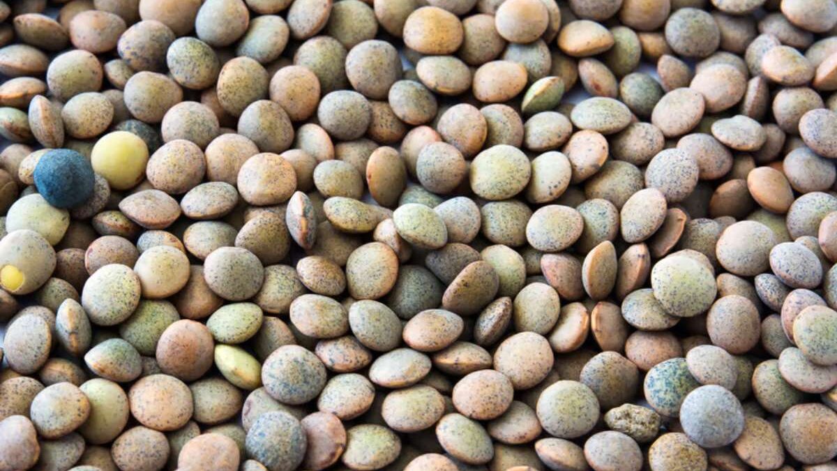 lentilles crues cuites