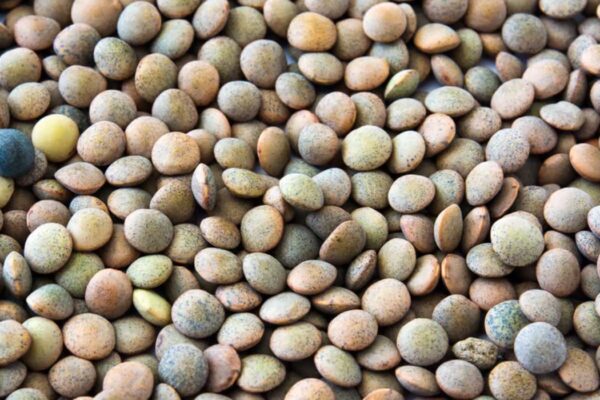 100 g de lentilles crues, ça fait combien une fois cuites ?